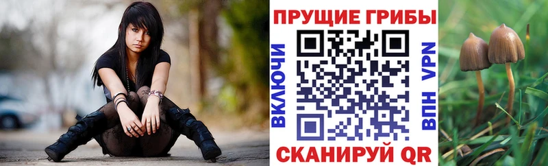 Псилоцибиновые грибы мицелий Тейково